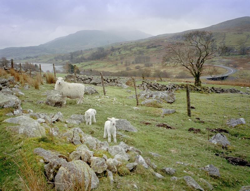 welsh sheep