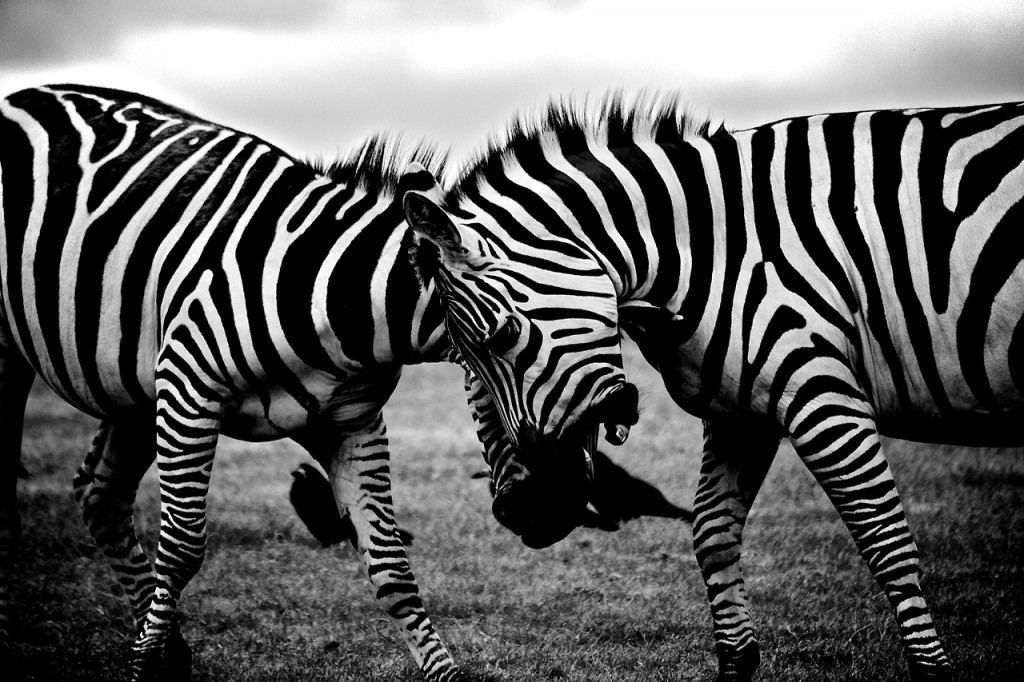 picography free stock photos