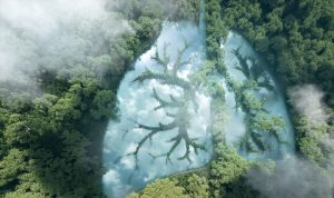 Climate Neutral Company Green Lungs Trees