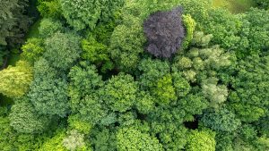 Green Forest from above