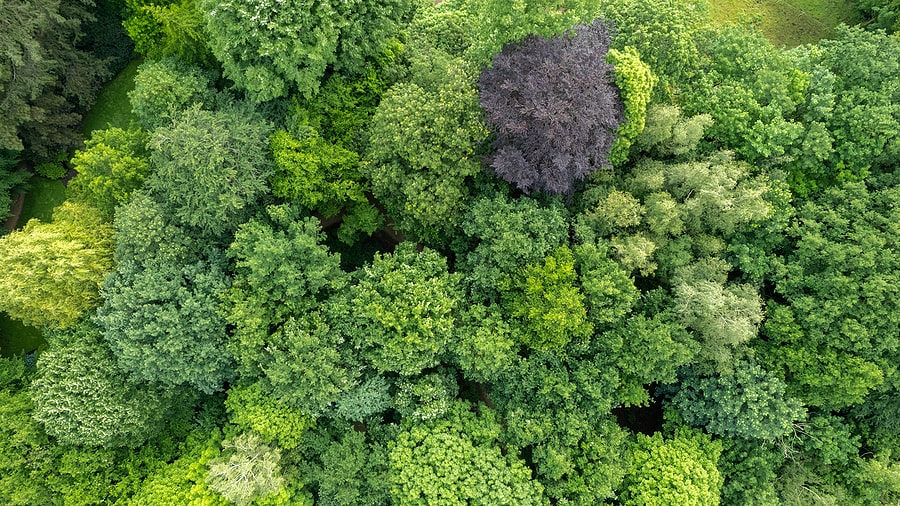 Green Forest from above