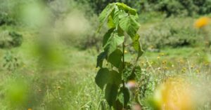 Tree Planted in Kenya's Mau Forest