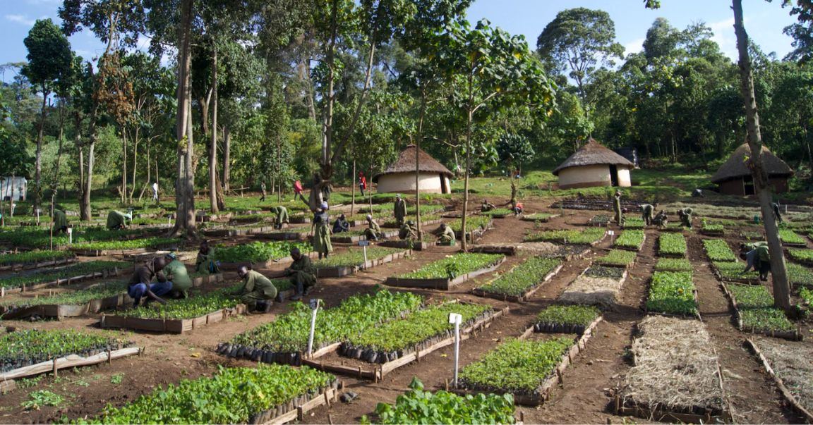 Tree Planting Nursery in Kenya