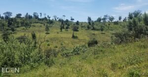 Hill and Forest Landscape in kenya's Mau Forest