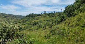 Hill and Forest Landscape in kenya's Mau Forest
