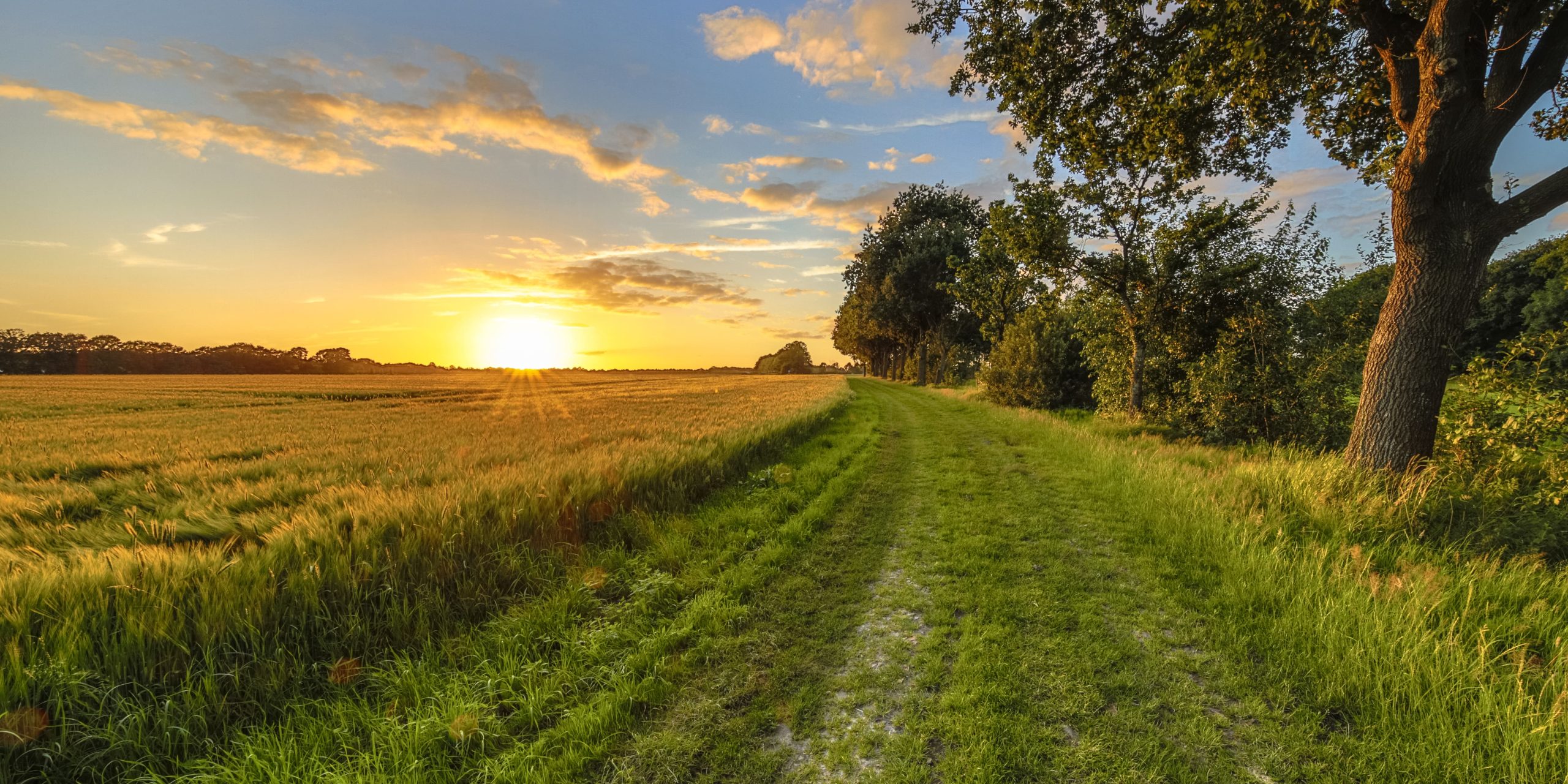 Corn Field Sun Setting