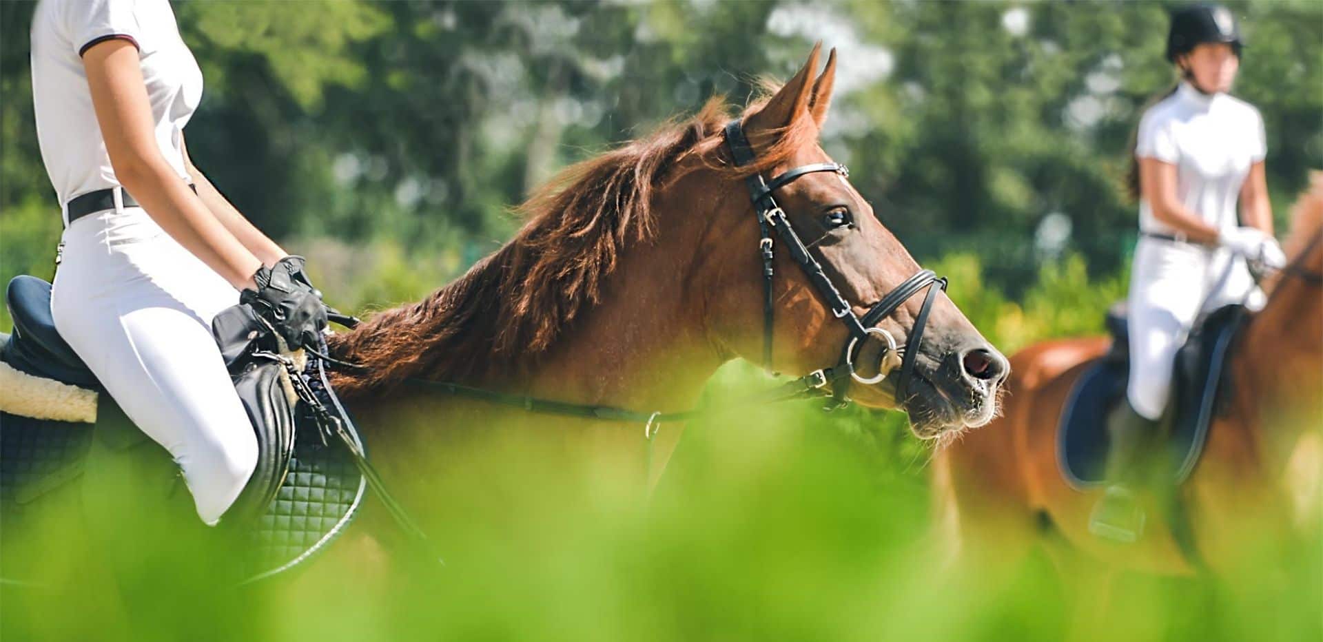 Rowen Barbary Horse and Rider Background