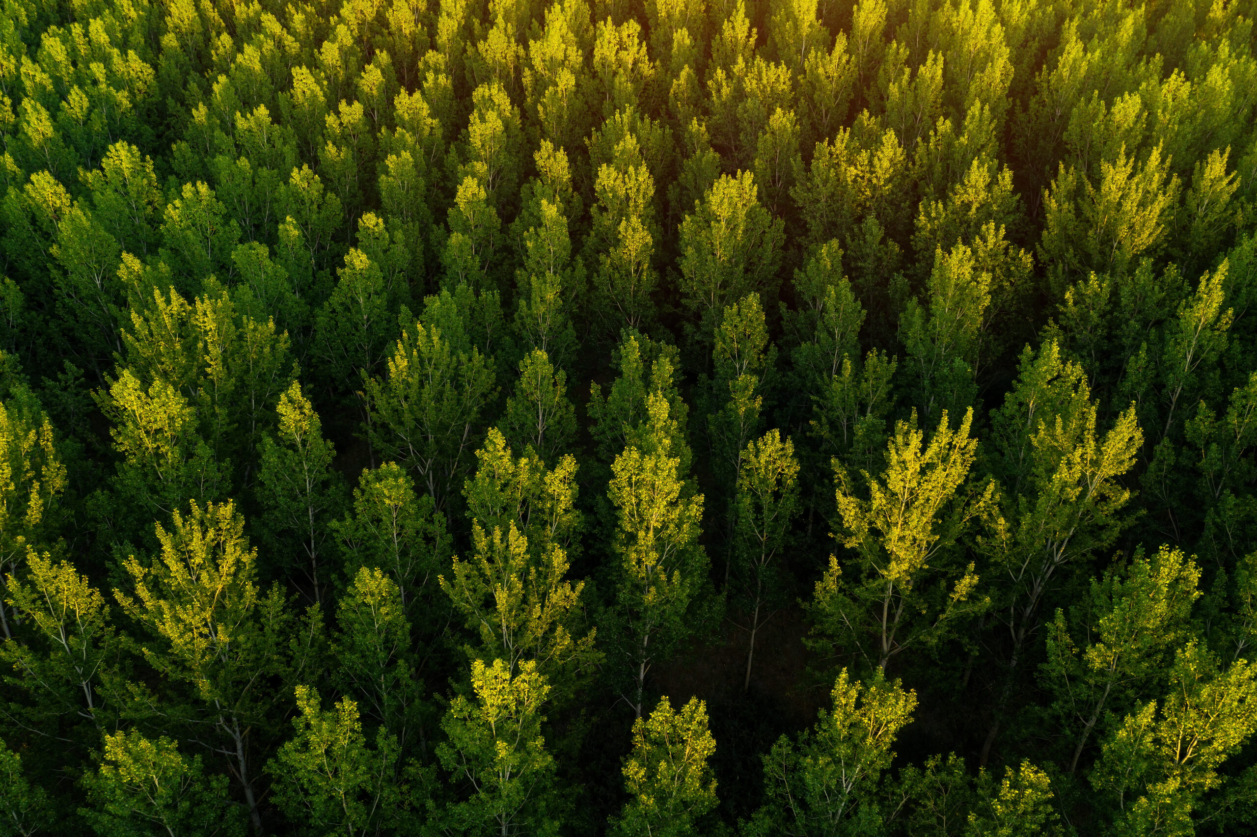 Green aspen tree forest from drone