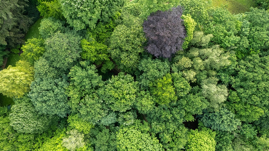 Verve News Articles Summer Forest from above