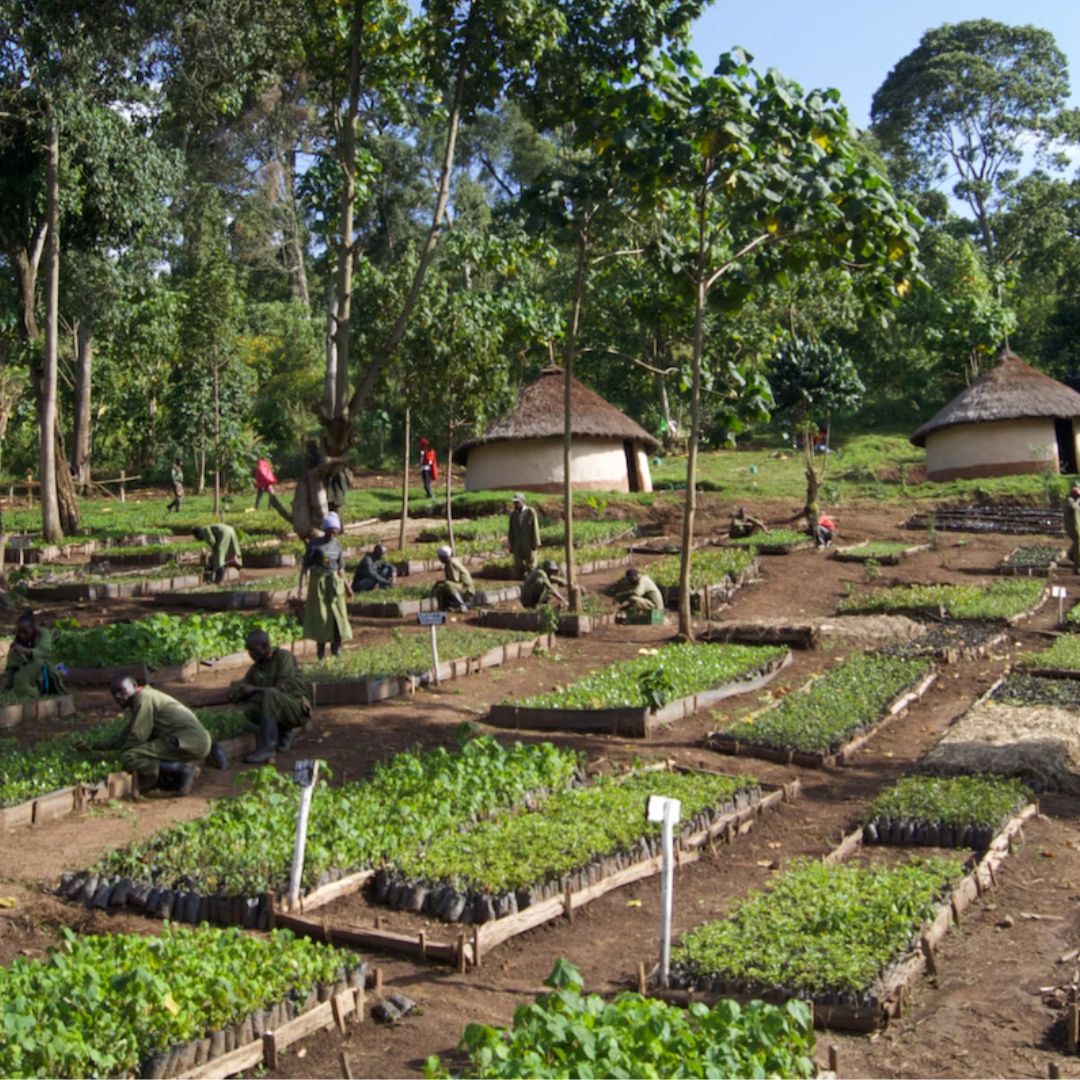 Tree Planting In Kenya through Ecologi