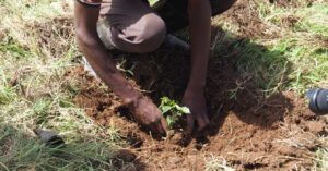 Man planting a tree in Kenya