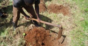 Image of local Kenyan planting a tree for Eden Reforestation project